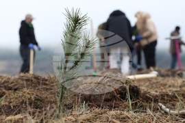 Банкя - „Новата гора на София“ - кампания за засаждане на дървета