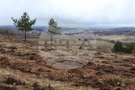 Банкя - „Новата гора на София“ - кампания за засаждане на дървета