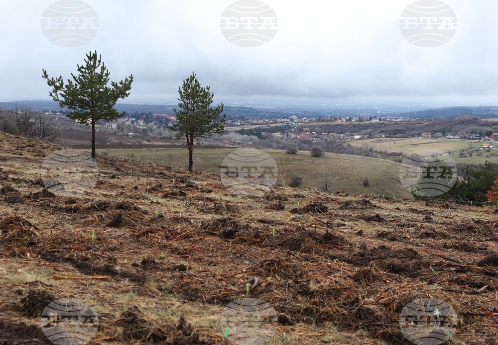 Банкя - „Новата гора на София“ - кампания за засаждане на дървета