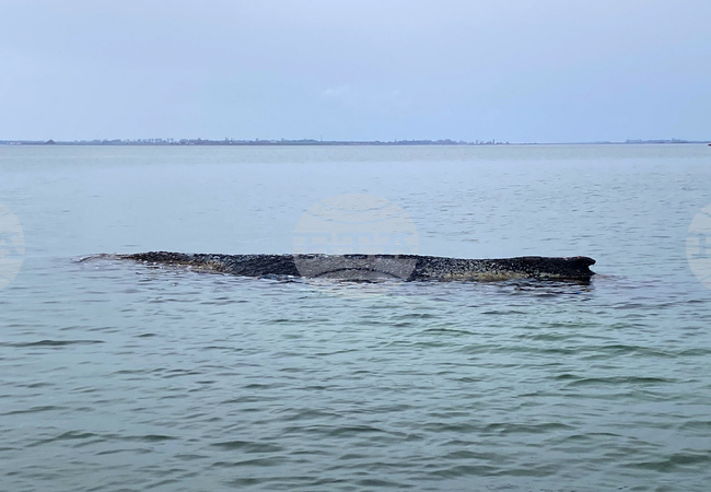 Гърбатият кит, заседнал в плитчините на германското крайбрежие, успя да се освободи отново