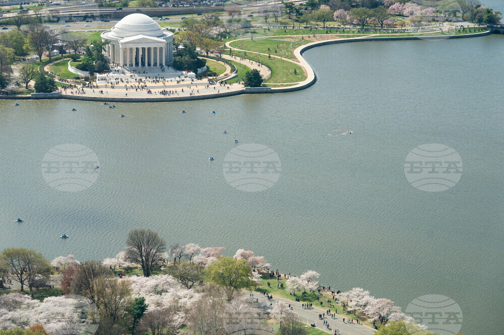 Cherry Blossom Kite Festival