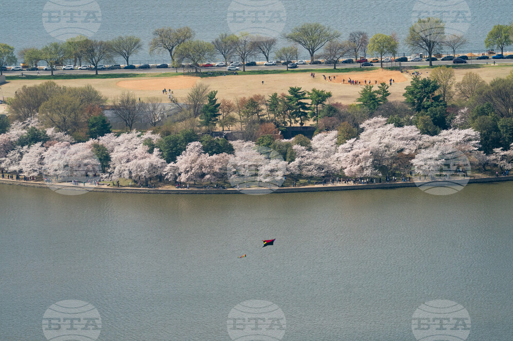 Cherry Blossom Kite Festival