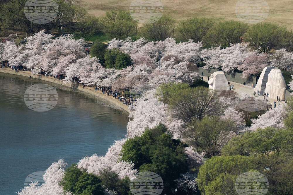 Cherry Blossom Kite Festival
