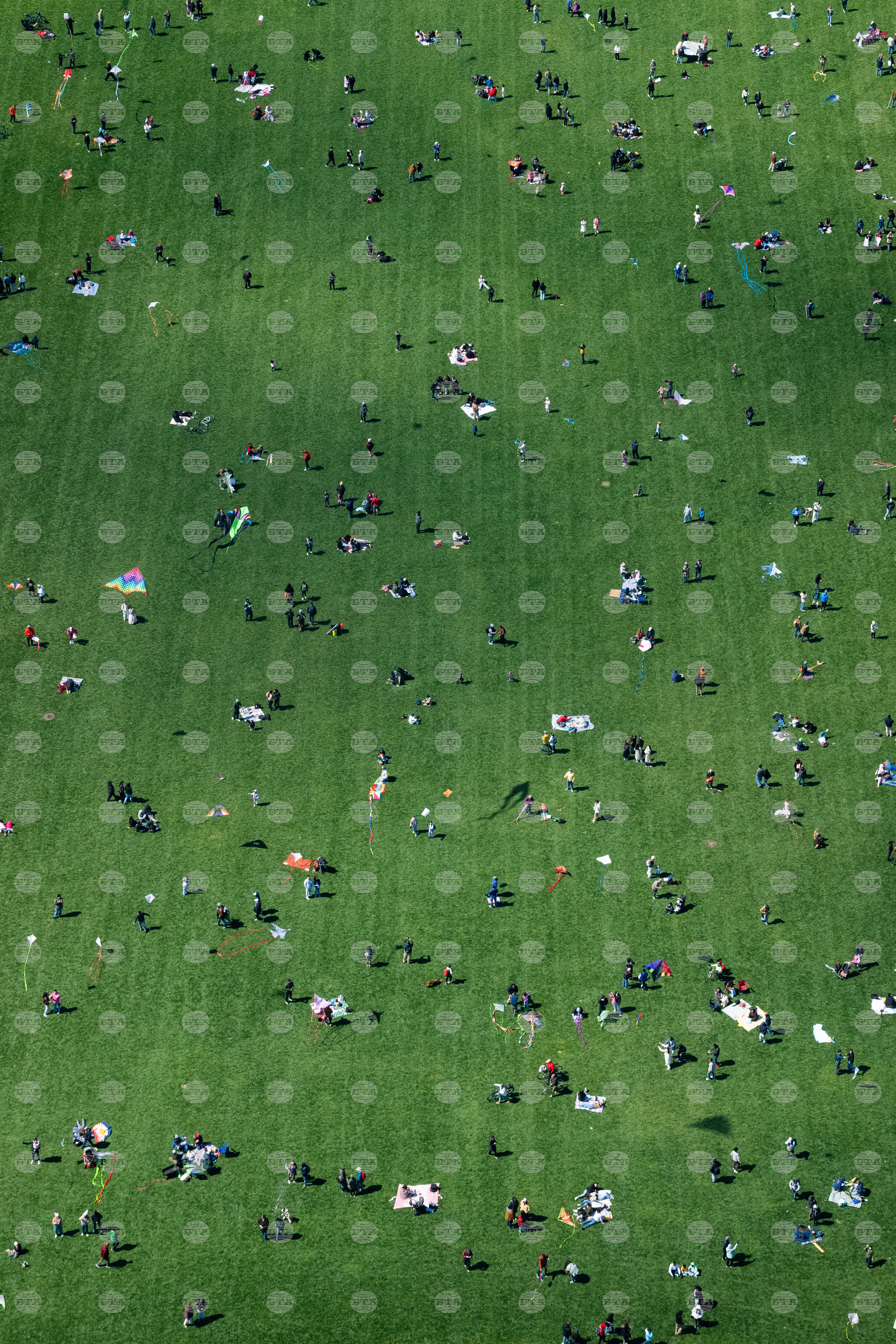 Cherry Blossom Kite Festival