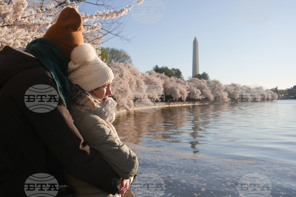 Washington Cherry Blossoms