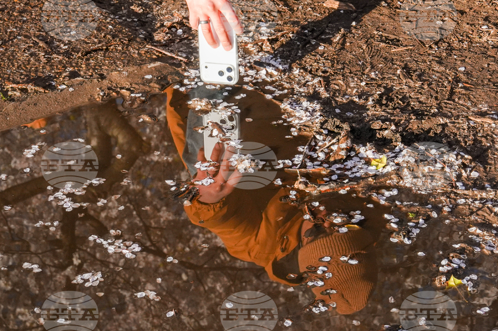 Washington Cherry Blossoms