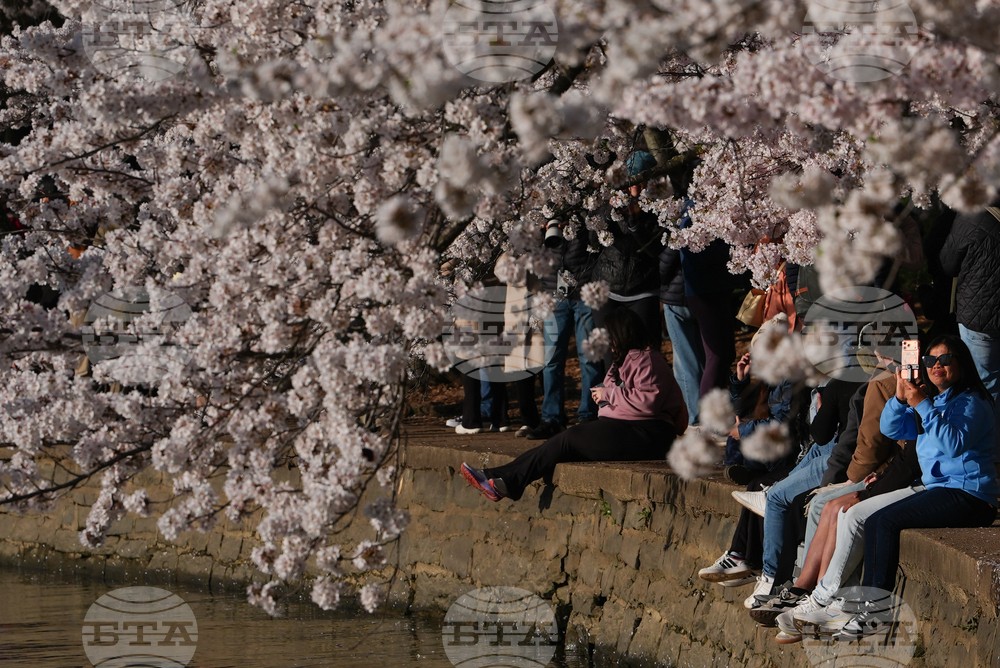 Washington Cherry Blossoms