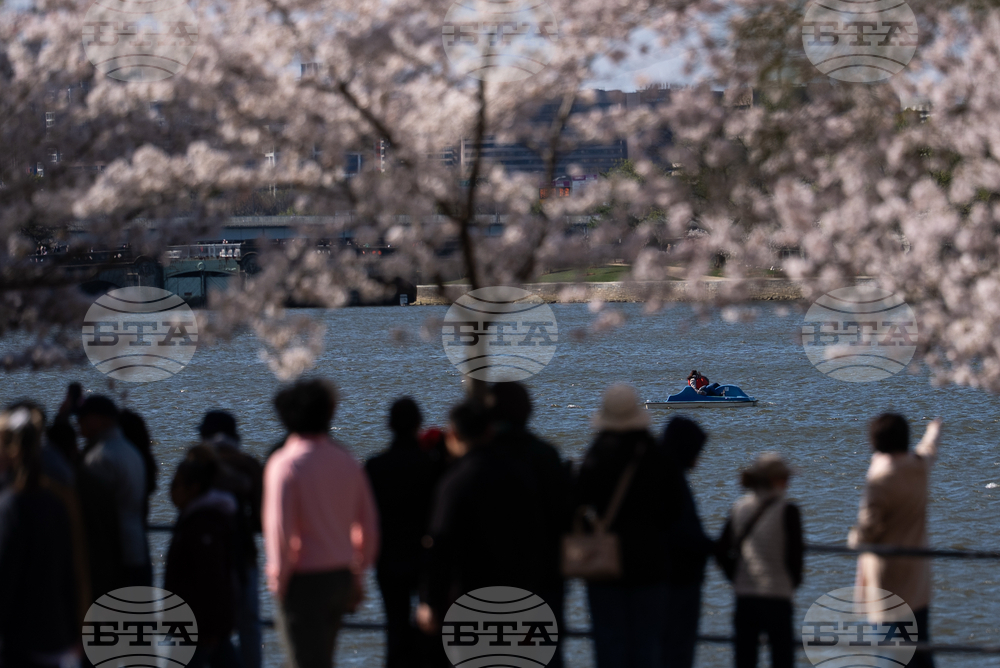 Washington Cherry Blossoms