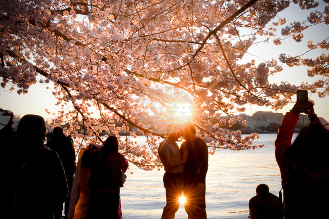 APTOPIX Washington Cherry Blossoms