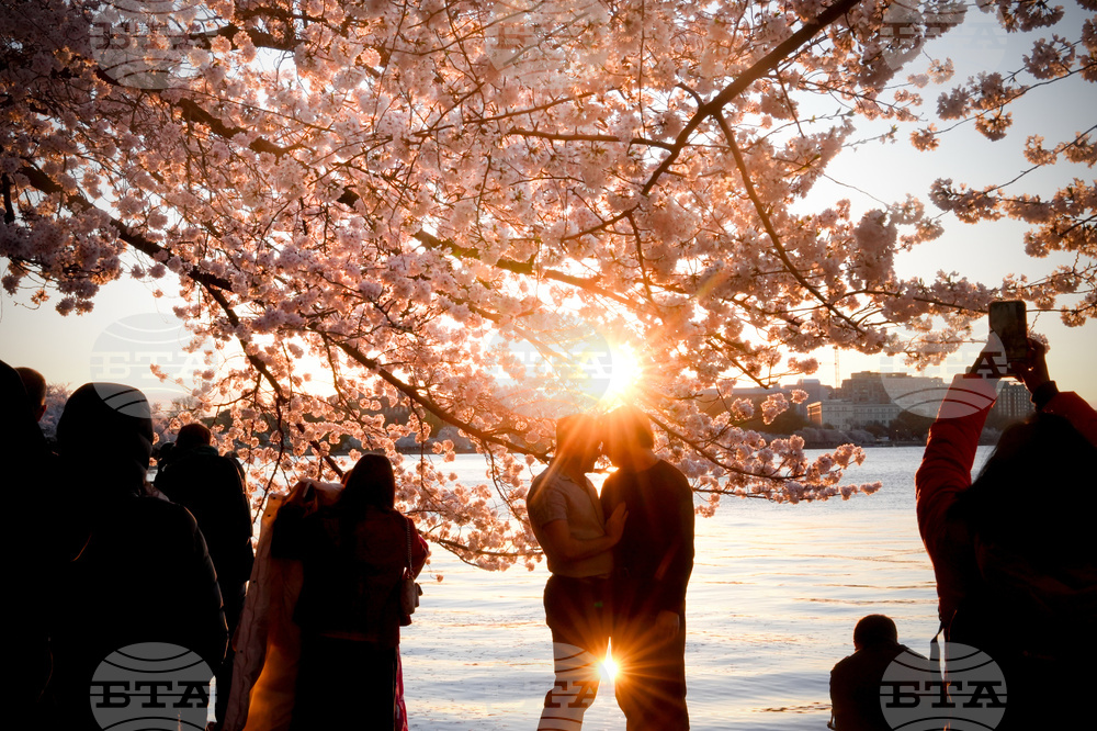 APTOPIX Washington Cherry Blossoms