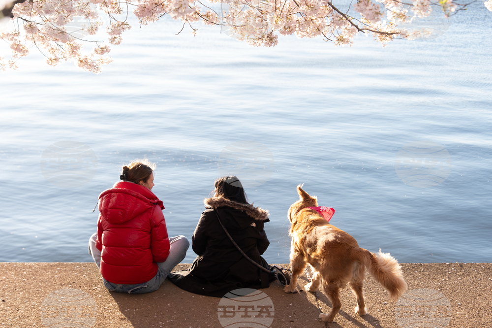 Washington Cherry Blossoms