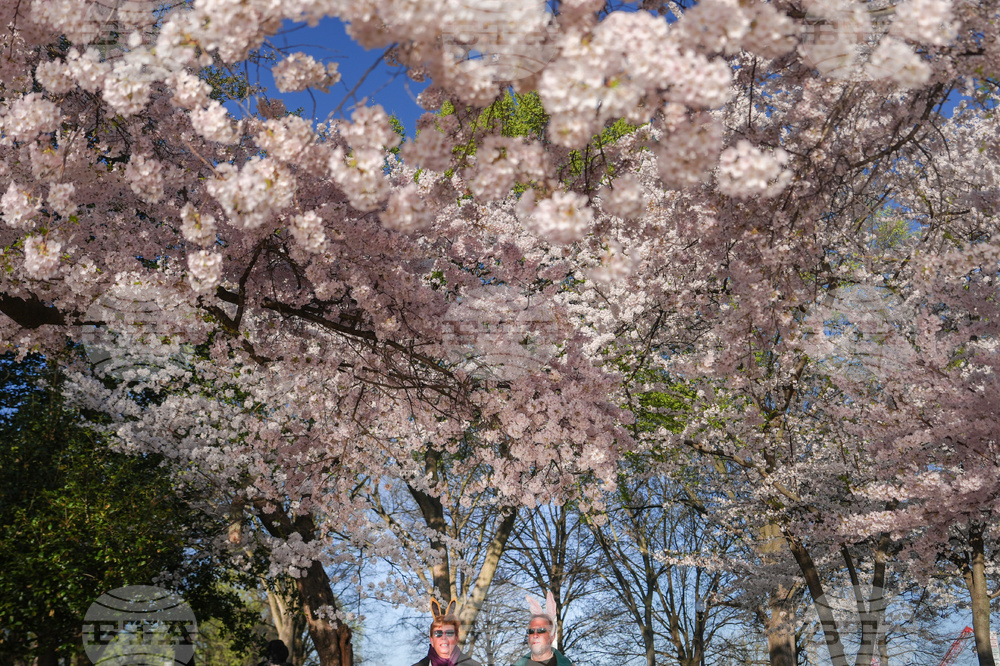 Washington Cherry Blossoms