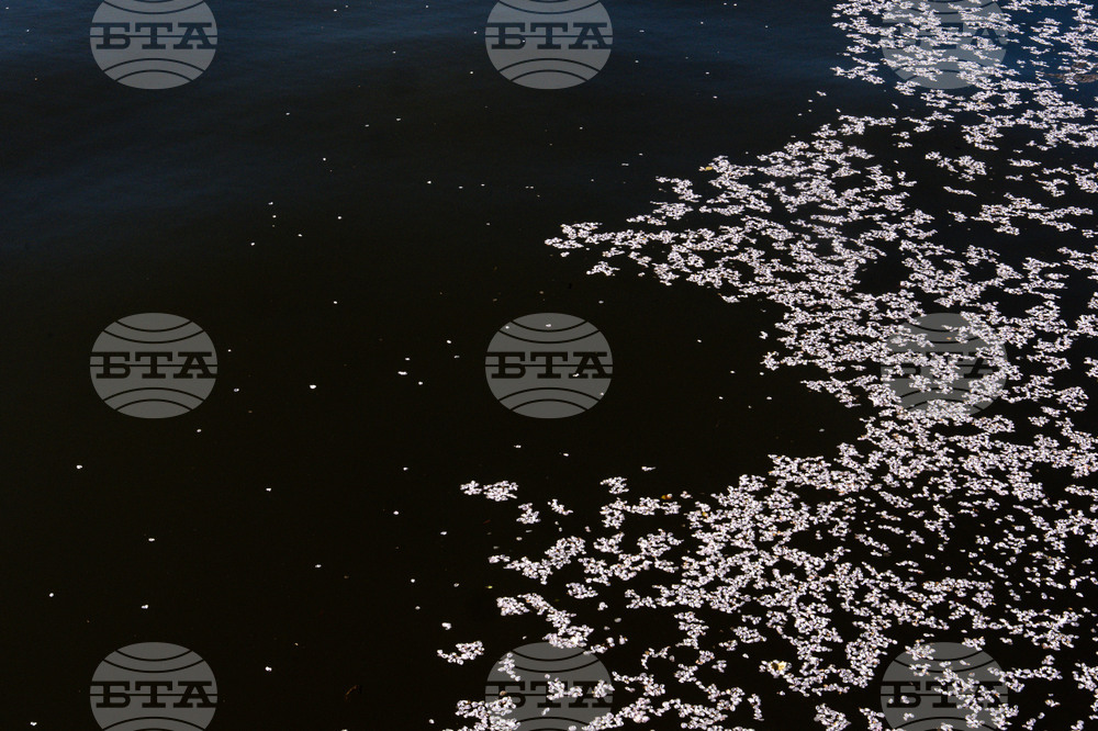 Washington Cherry Blossoms