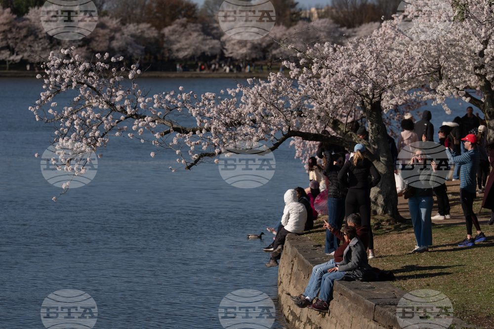 Washington Cherry Blossoms