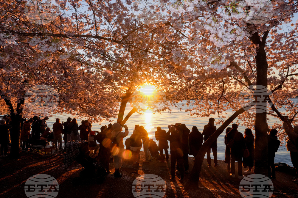 Washington Cherry Blossoms