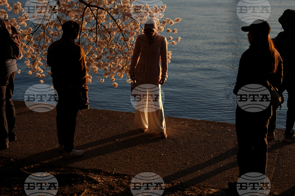 Washington Cherry Blossoms