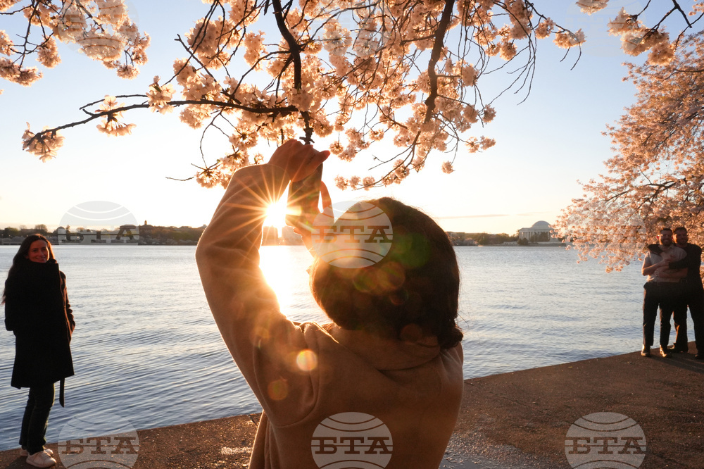 Washington Cherry Blossoms