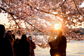 Washington Cherry Blossoms