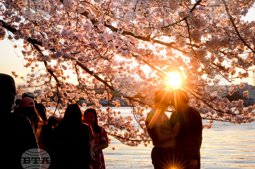 Washington Cherry Blossoms
