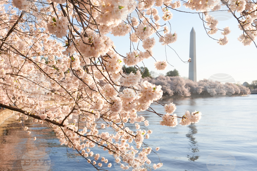 Washington Cherry Blossoms