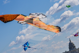 Cherry Blossom Kite Festival