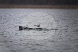 Germany Whale Rescue