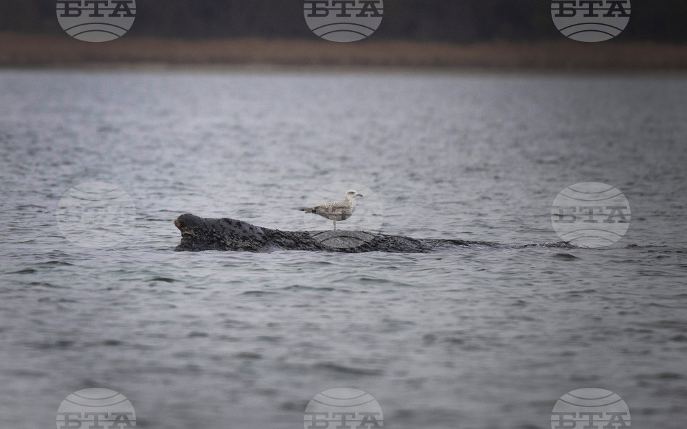 Germany Whale Rescue