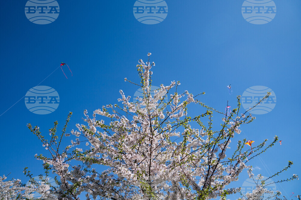 Cherry Blossom Kite Festival