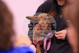 Grand Re-Opening Everyday Adoption Center/National Adoption Week Event