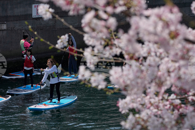 Japan Cherry Blossoms