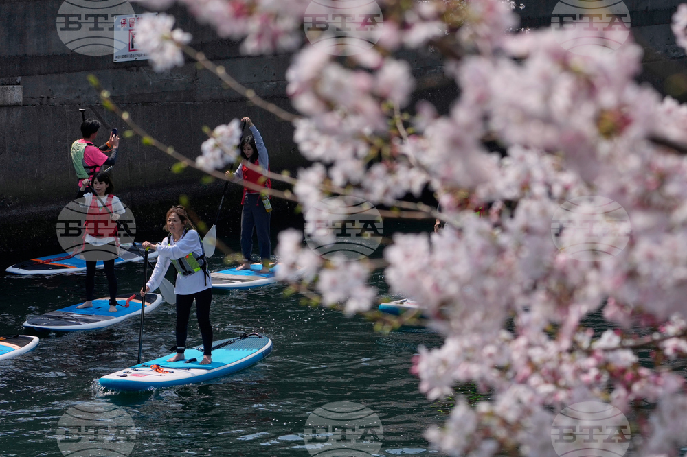 Japan Cherry Blossoms