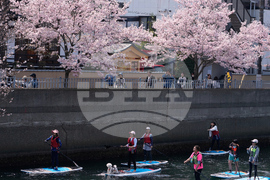 Japan Cherry Blossoms
