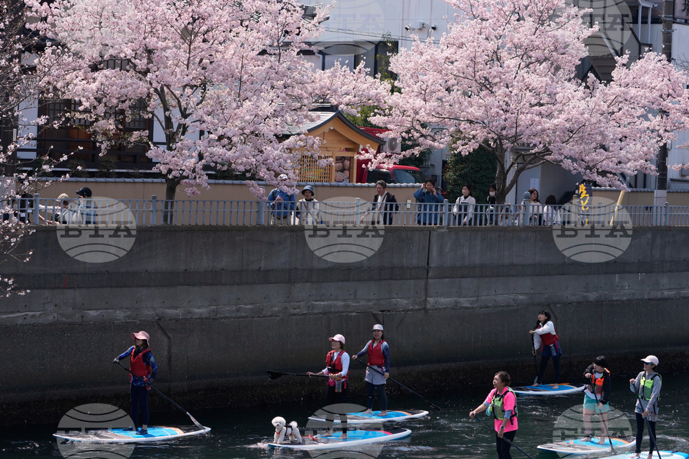 Japan Cherry Blossoms