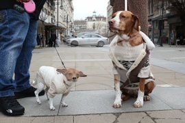 Информационна кампания „Сканирай лапата“