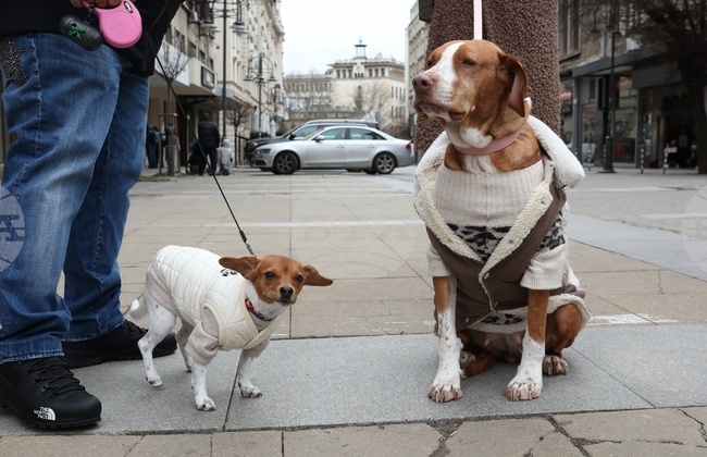 Информационна кампания „Сканирай лапата“