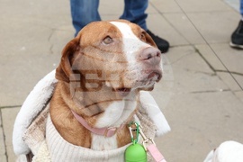 Информационна кампания „Сканирай лапата“