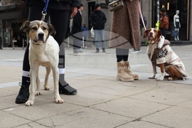 Информационна кампания „Сканирай лапата“