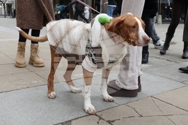 Информационна кампания „Сканирай лапата“