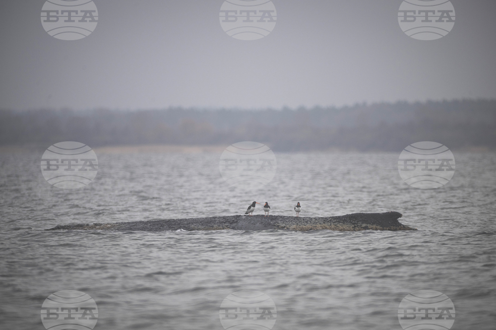 Germany Whale Rescue