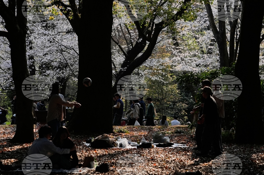 Japan Cherry Blossoms