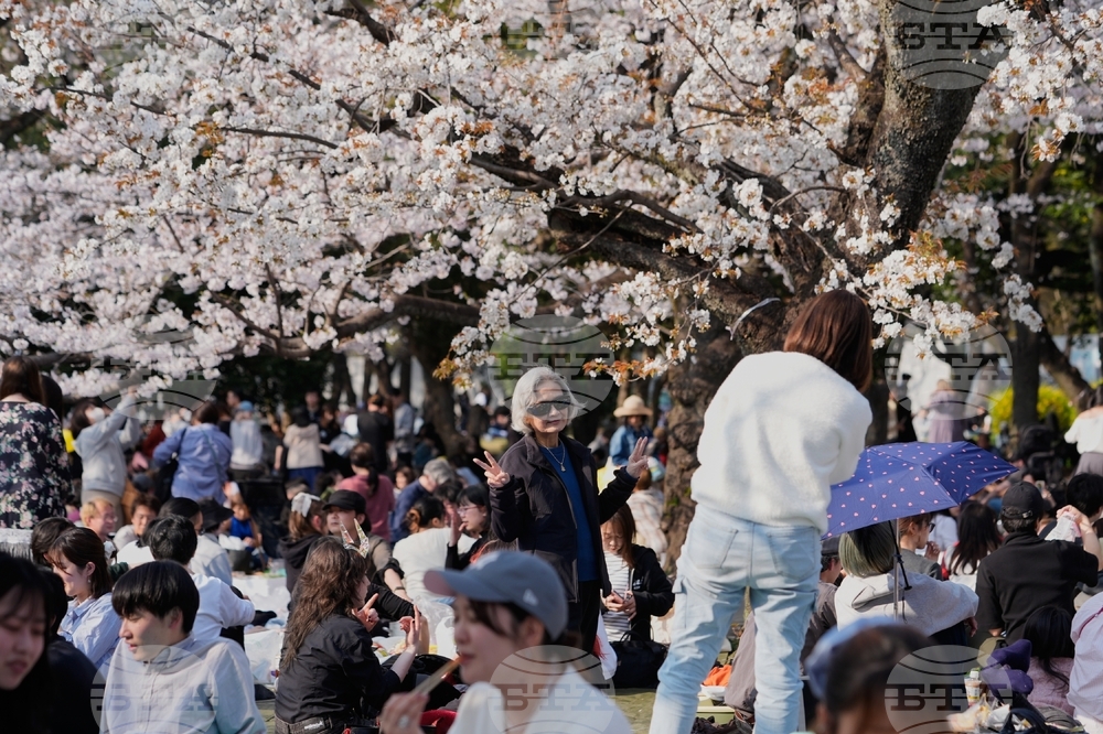 Japan Cherry Blossoms