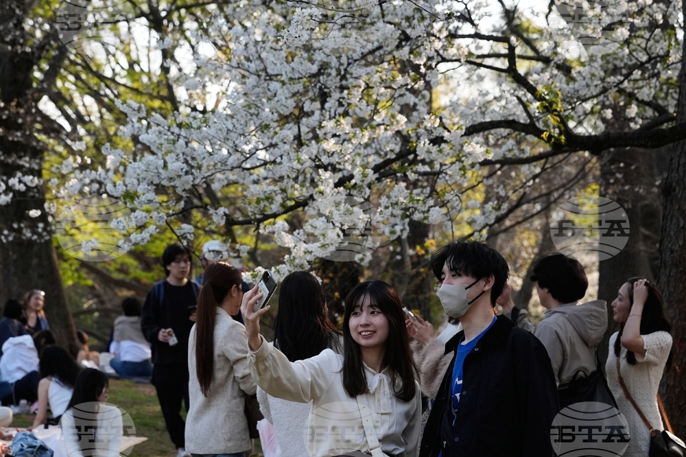 Japan Cherry Blossoms