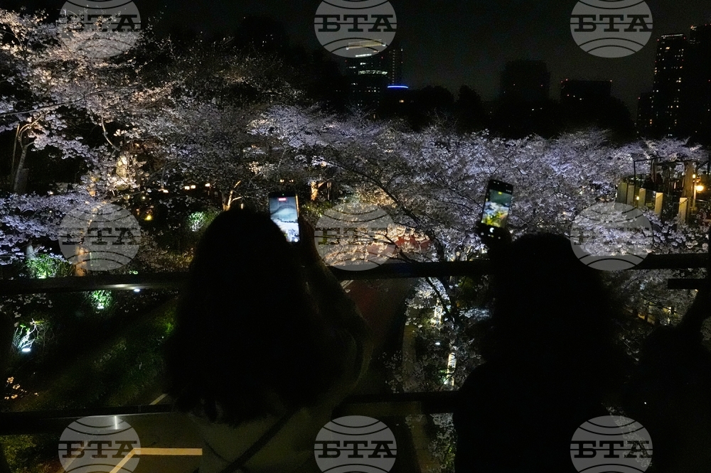 Japan Cherry Blossoms