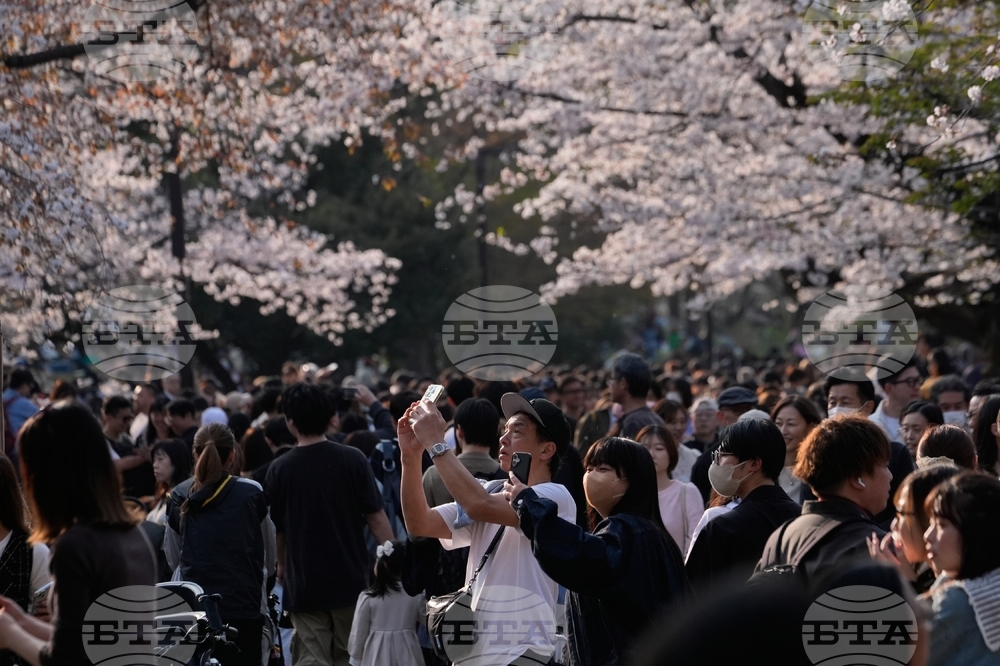 Japan Cherry Blossoms