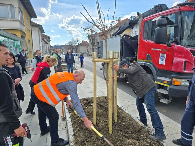 С над 30 нови дървета е облагородена централната улица в Ябланица