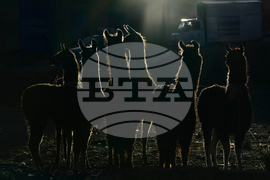 APTOPIX Bolivia Palm Sunday