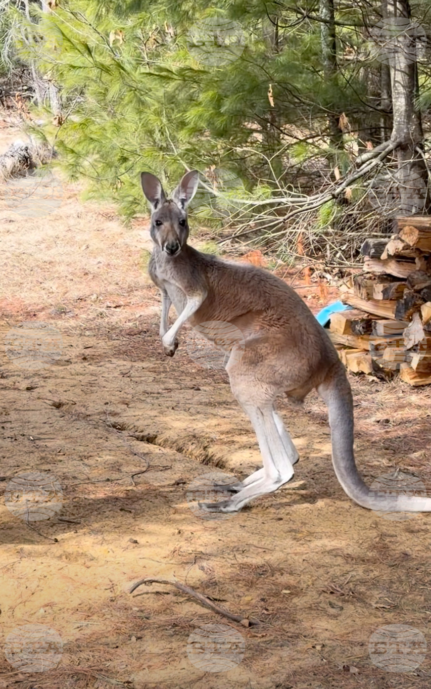 Petting Zoo Kangaroo