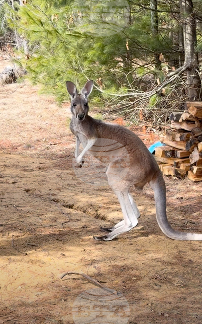 Petting Zoo Kangaroo