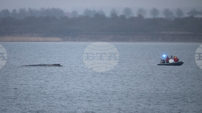 Germany Whale Rescue