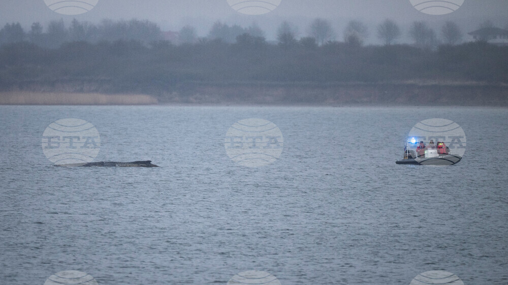 Germany Whale Rescue